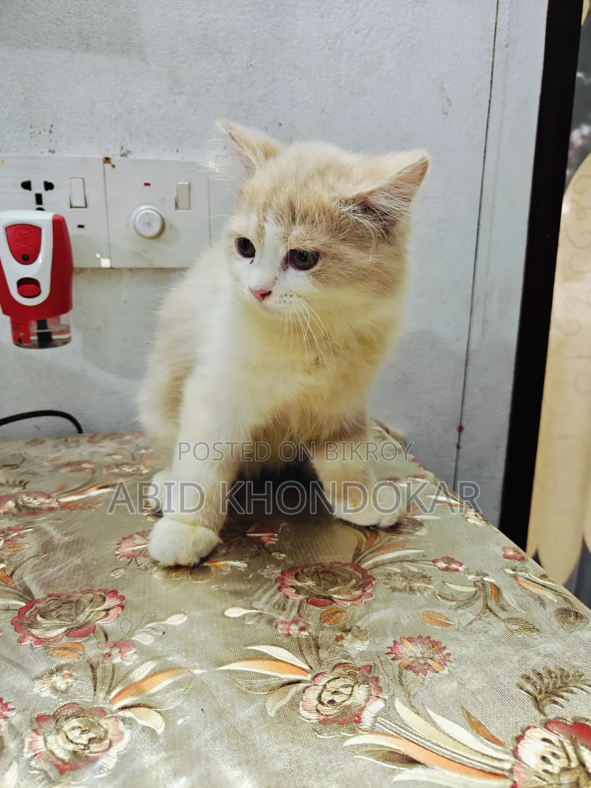 1-3 Months Female Purebred Persian