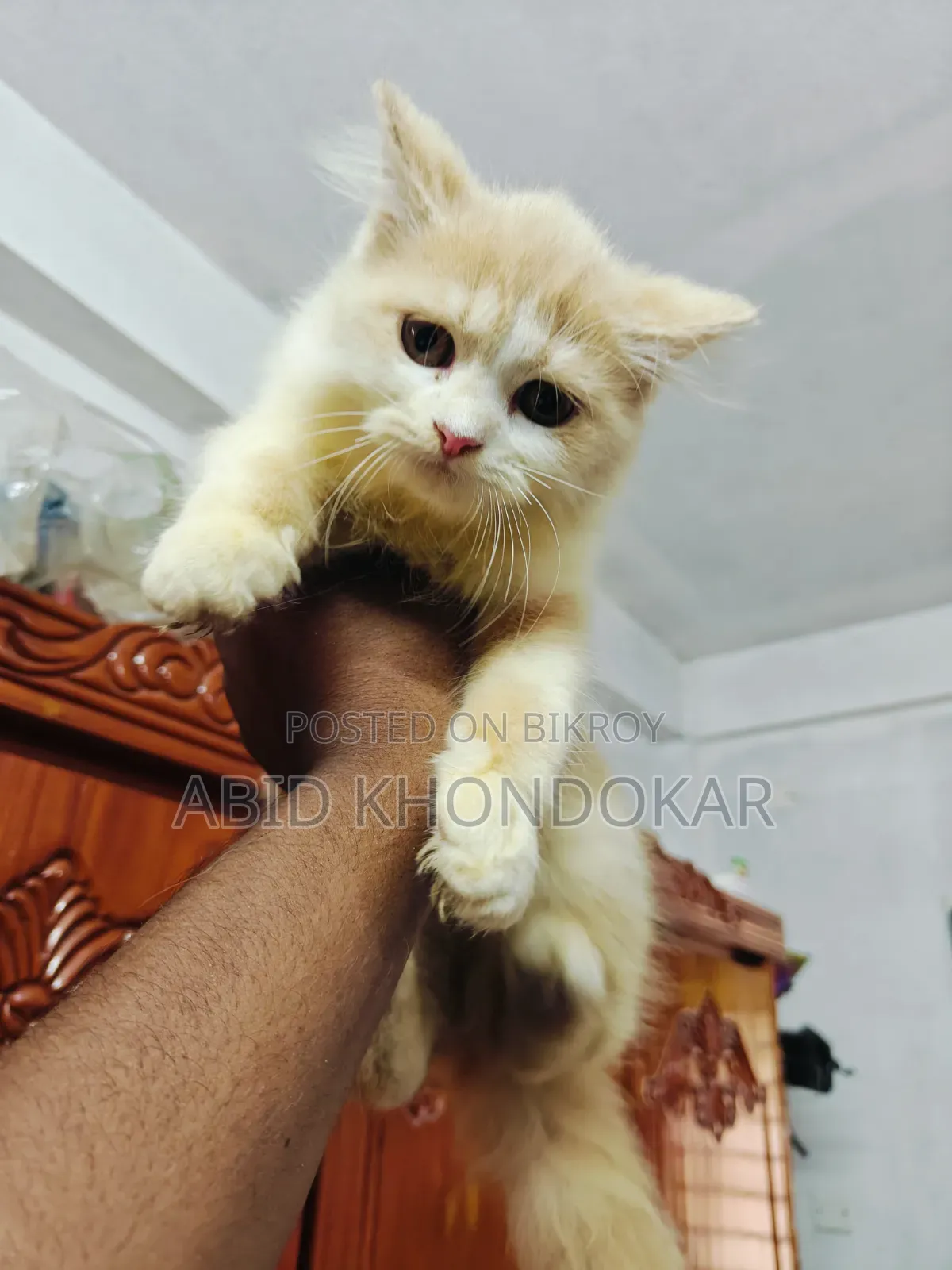 1-3 Months Female Purebred Persian