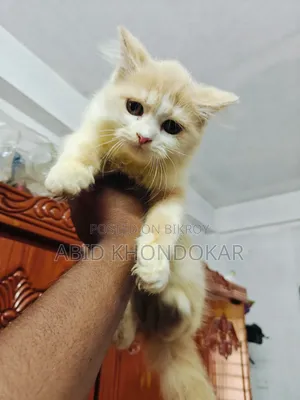 1-3 Months Female Purebred Persian