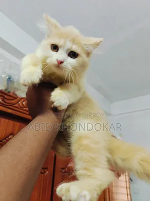 1-3 Months Female Purebred Persian