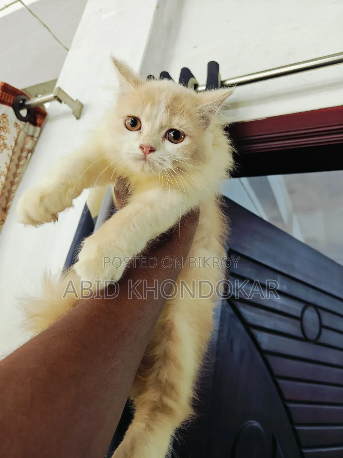 1-3 Months Female Purebred Persian