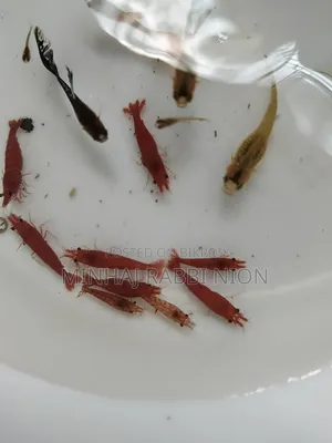 Red Shrimp