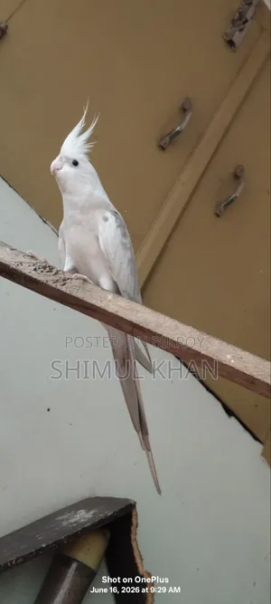 Ak Jora Kokatel Sell Kore Hobe