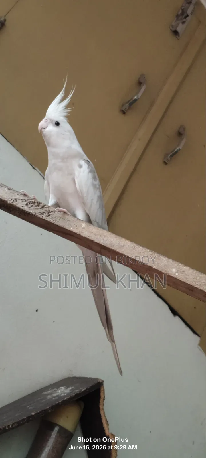 Ak Jora Kokatel Sell Kore Hobe
