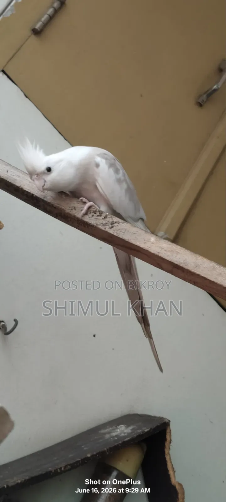 Ak Jora Kokatel Sell Kore Hobe