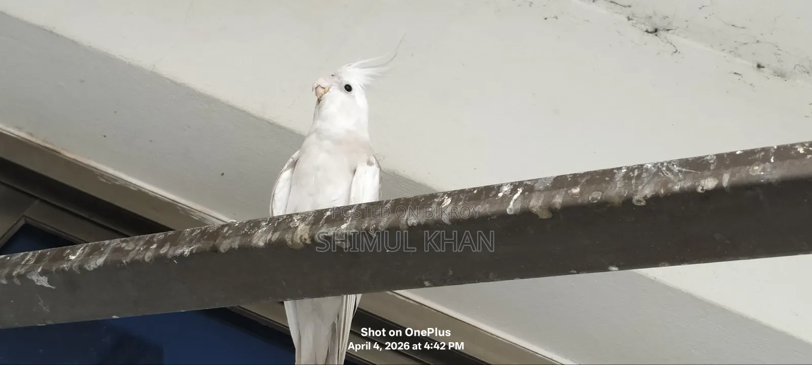 Ak Jora Kokatel Sell Kore Hobe