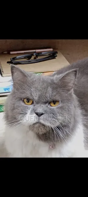 1+ Year Male Purebred Persian