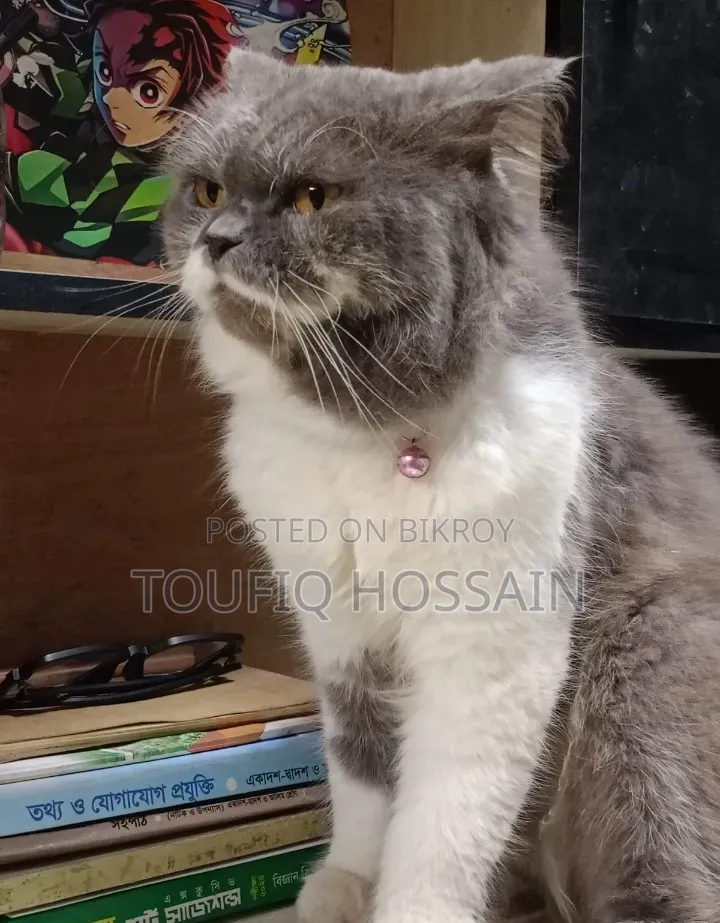 1+ Year Male Purebred Persian