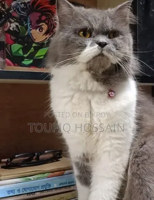 1+ Year Male Purebred Persian