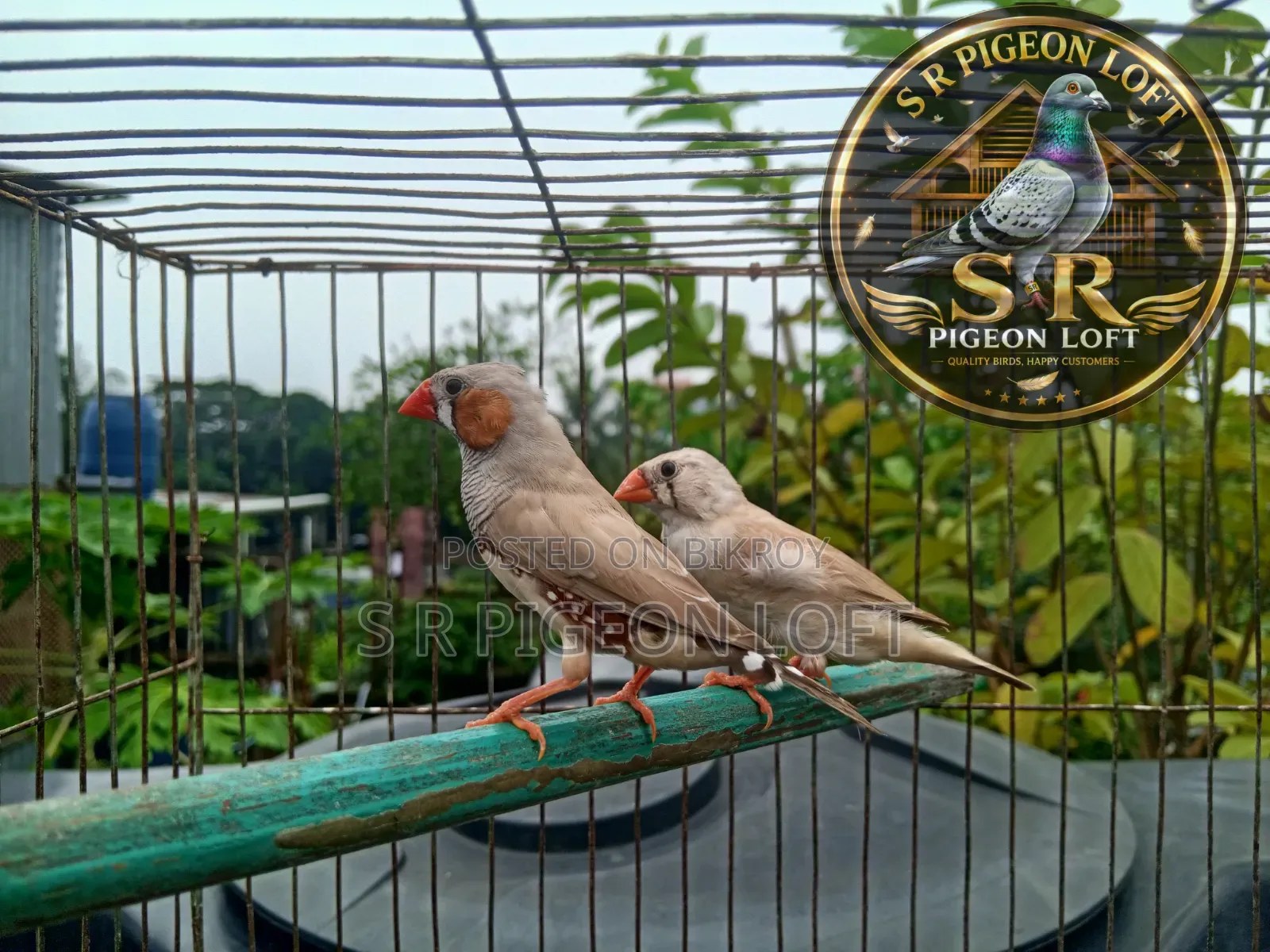 ফন জেব্রা ফিন্স রানিং পেয়ার