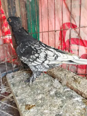 ব্ল্যাক লেজ ব্লন্ডি নেট