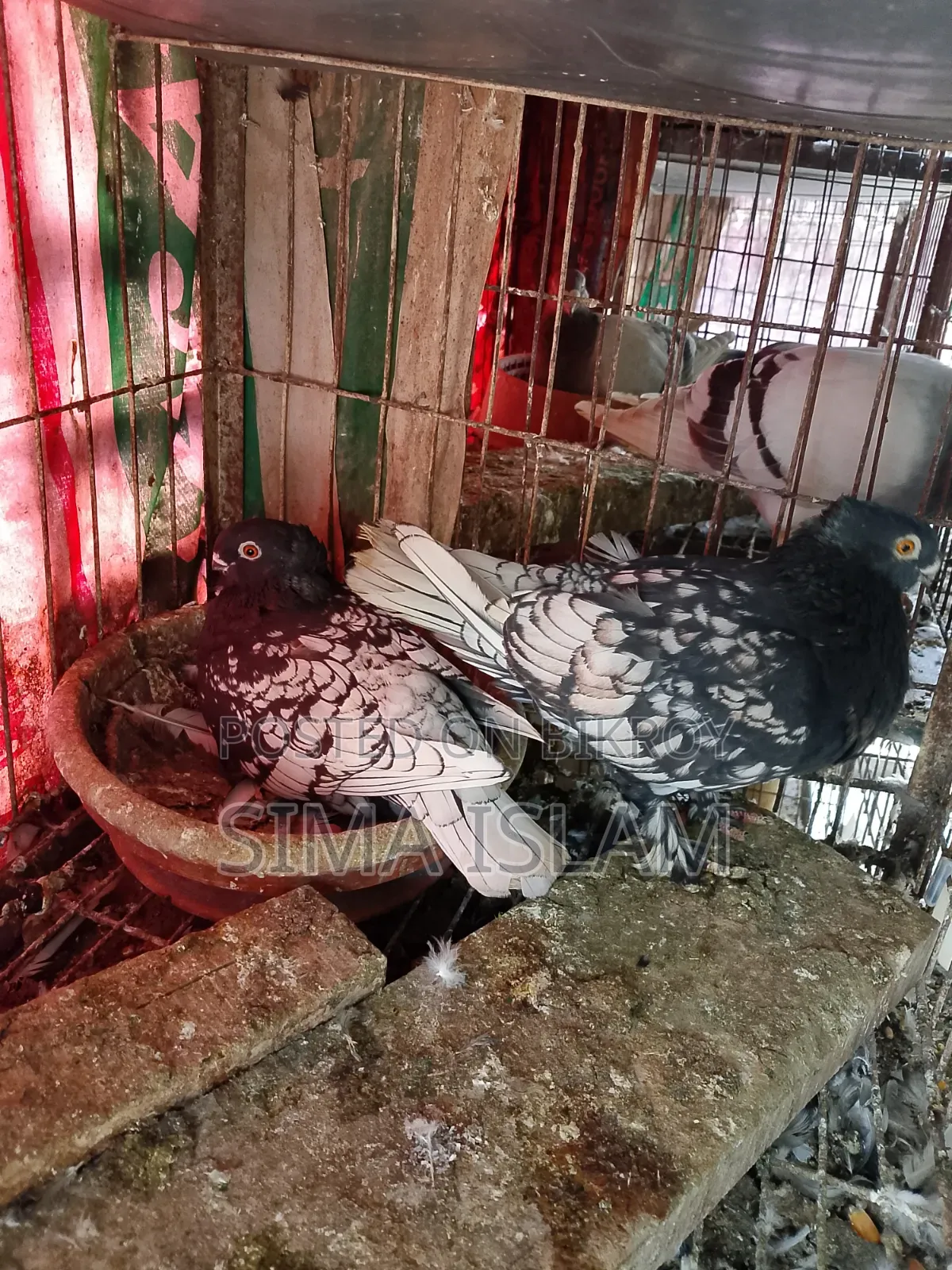 ব্ল্যাক লেজ ব্লন্ডি নেট