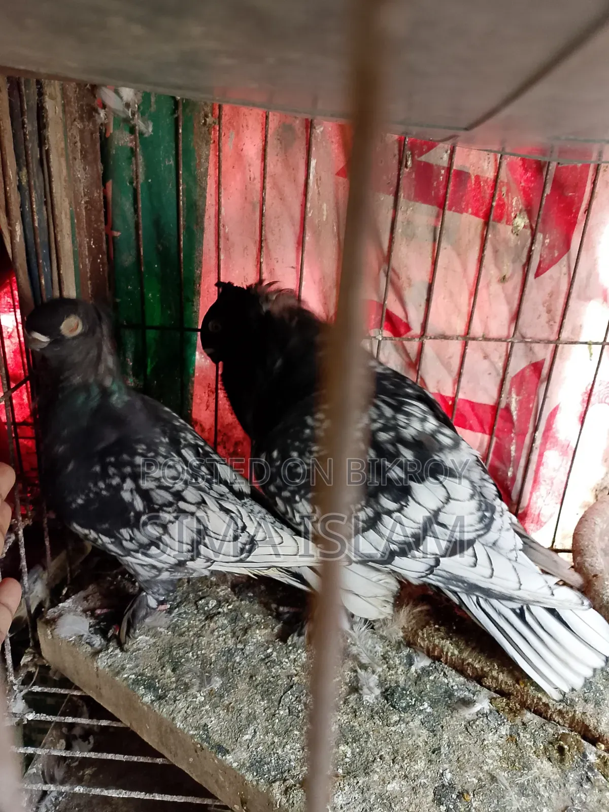 ব্ল্যাক লেজ ব্লন্ডি নেট