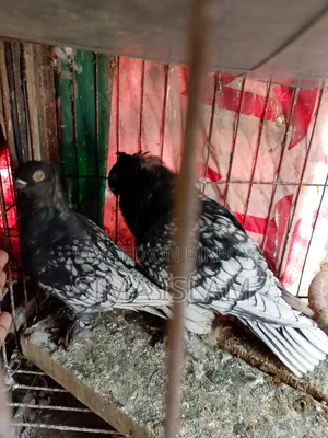 ব্ল্যাক লেজ ব্লন্ডি নেট