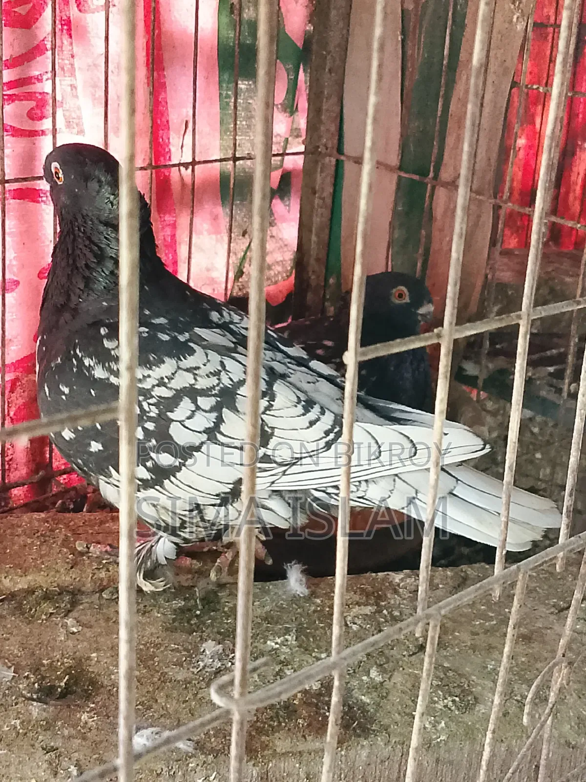 ব্ল্যাক লেজ ব্লন্ডি নেট