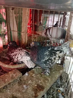 ব্ল্যাক লেজ ব্লন্ডি নেট