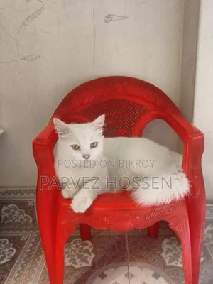 1+ Year Female Purebred Persian