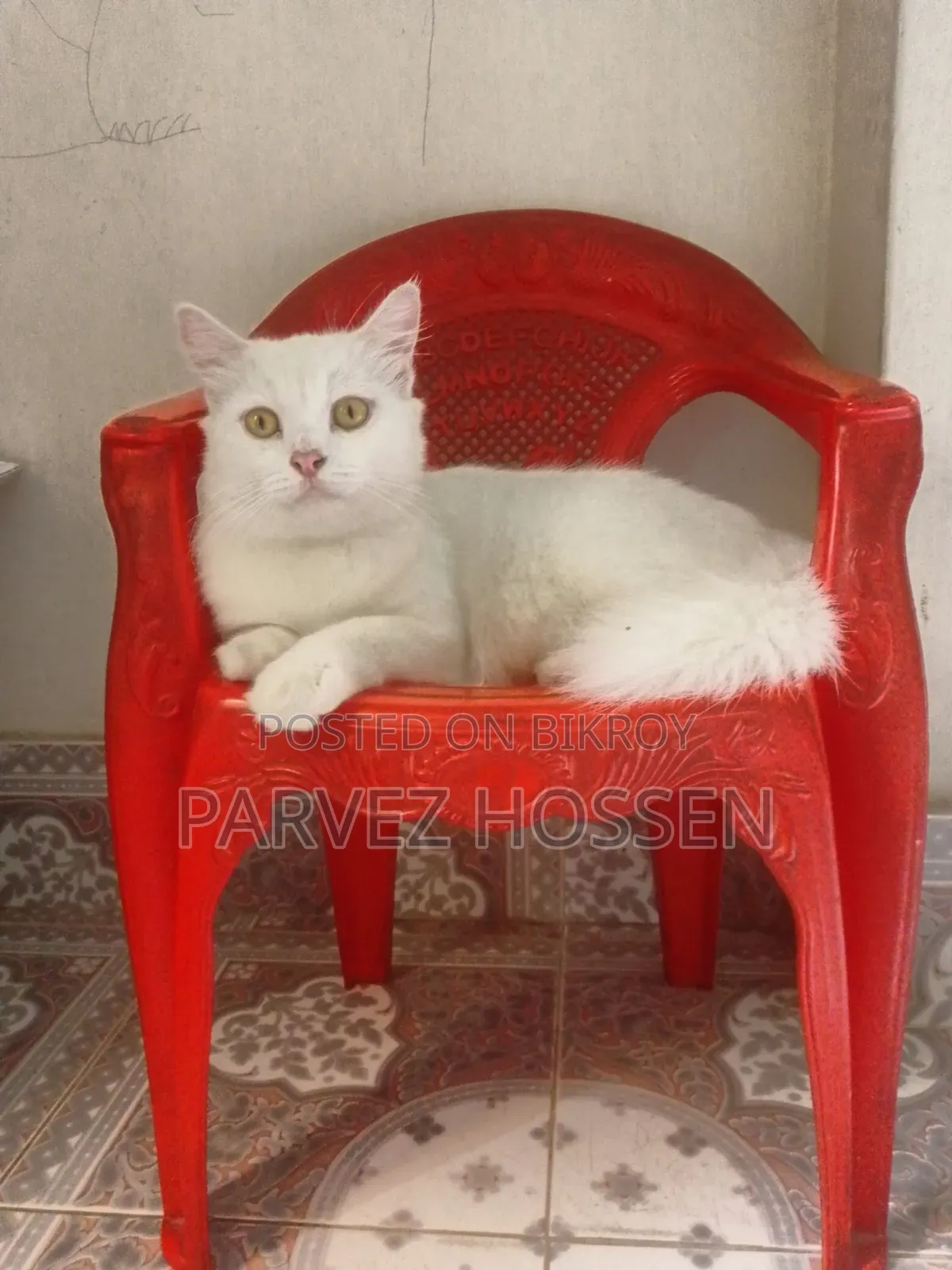 1+ Year Female Purebred Persian