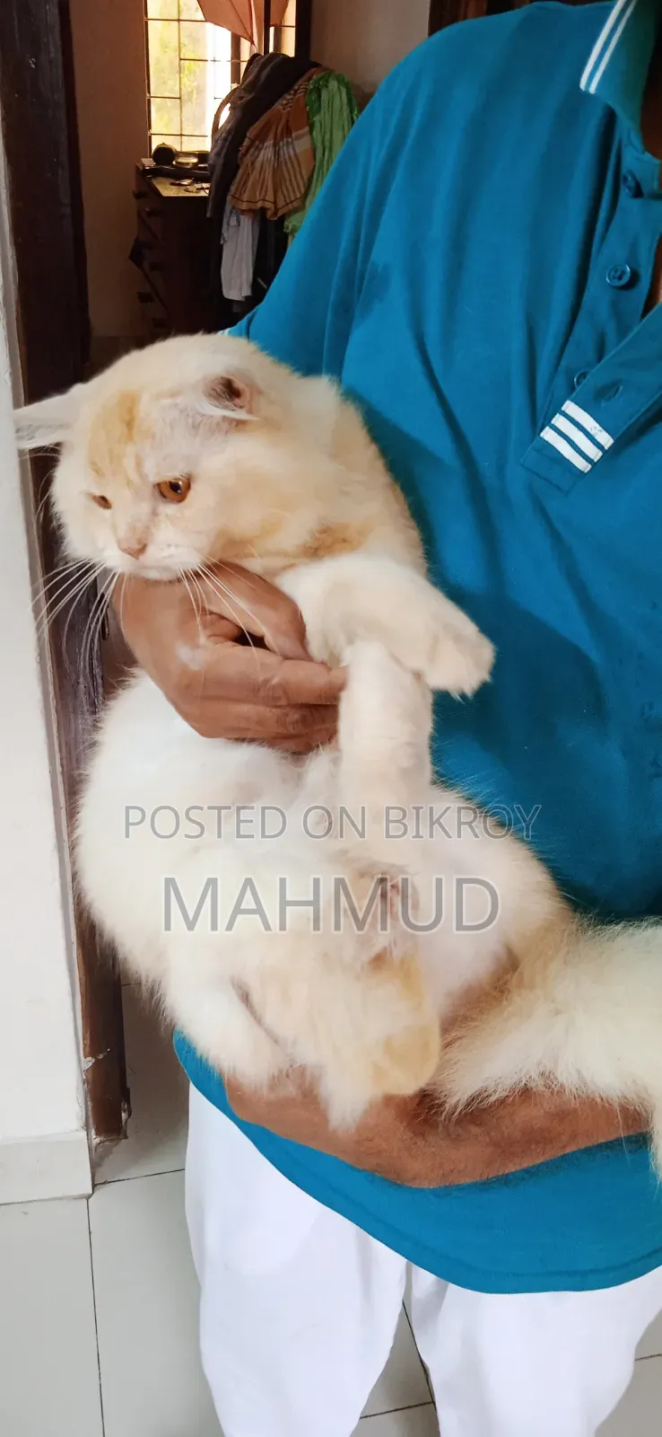 1+ Year Male Purebred Persian