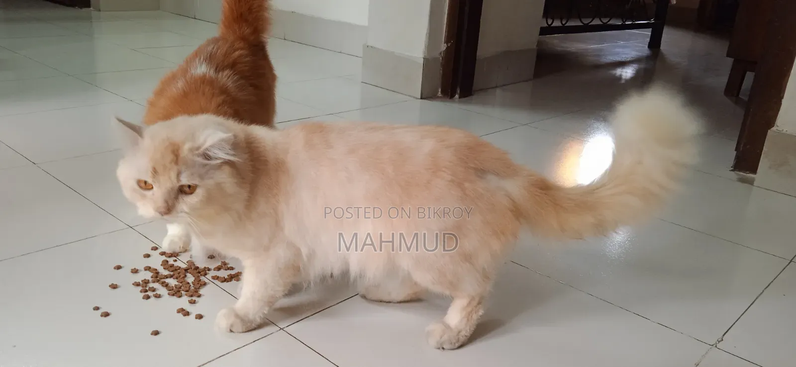 1+ Year Male Purebred Persian