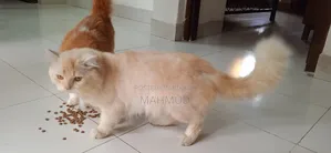1+ Year Male Purebred Persian