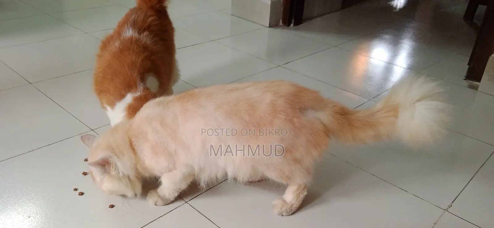 1+ Year Male Purebred Persian