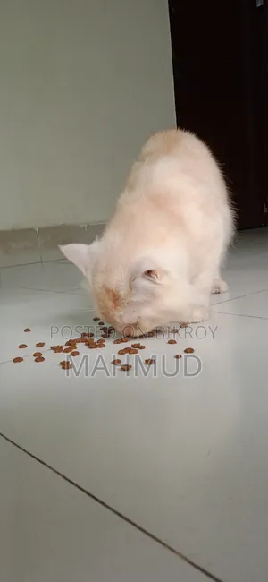 1+ Year Male Purebred Persian