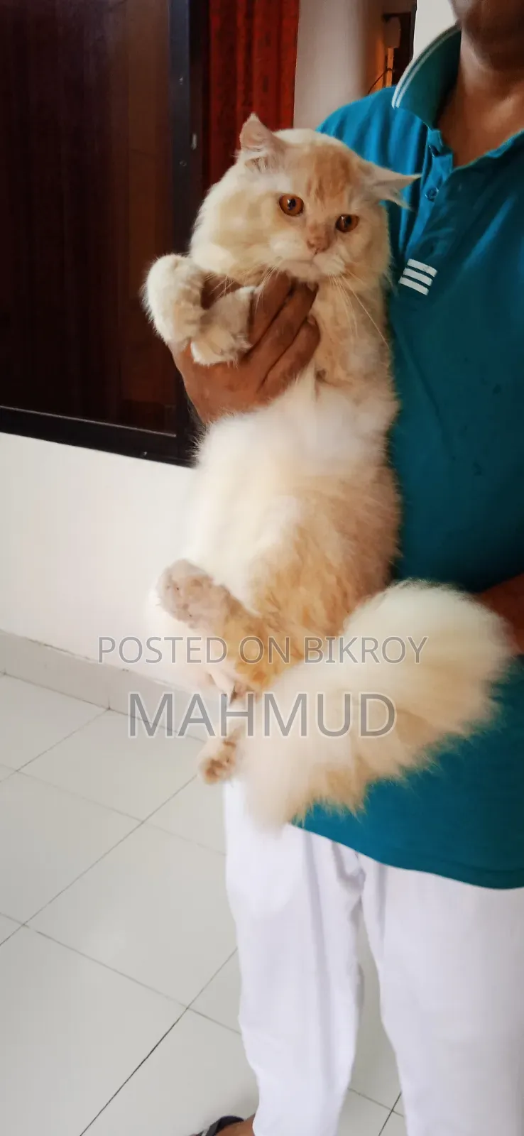 1+ Year Male Purebred Persian