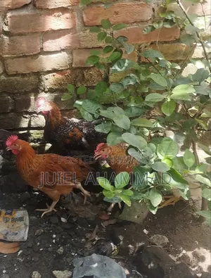 Local Rooster Chicks