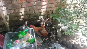 Local Rooster Chicks