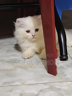 1-3 Months Male Purebred Persian