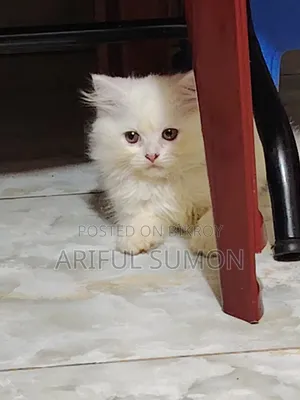 1-3 Months Male Purebred Persian