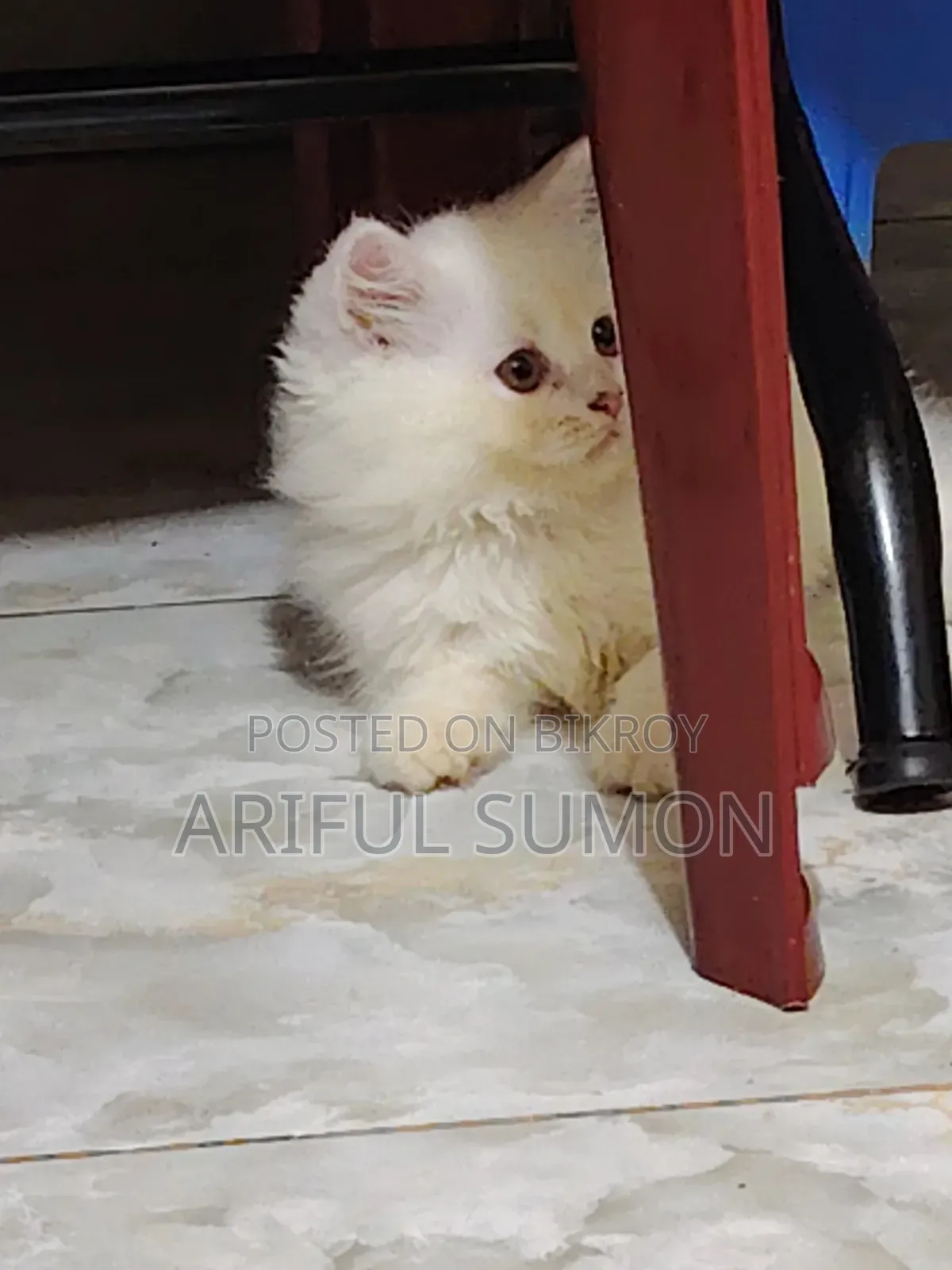 1-3 Months Male Purebred Persian
