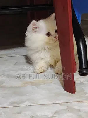 1-3 Months Male Purebred Persian