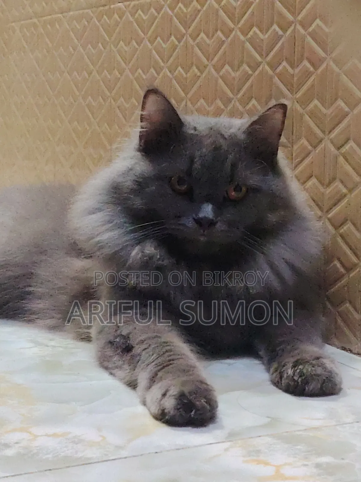 1+ Year Male Purebred Persian