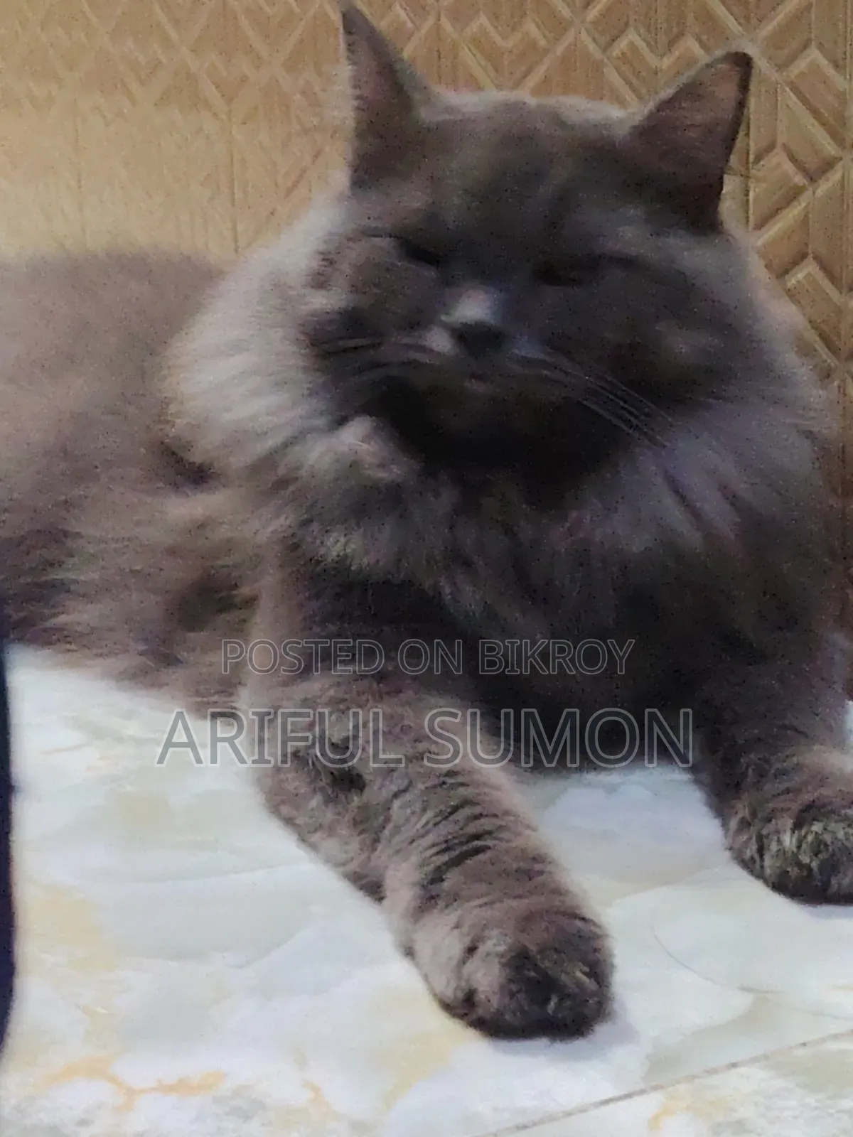 1+ Year Male Purebred Persian
