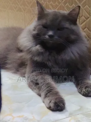 1+ Year Male Purebred Persian