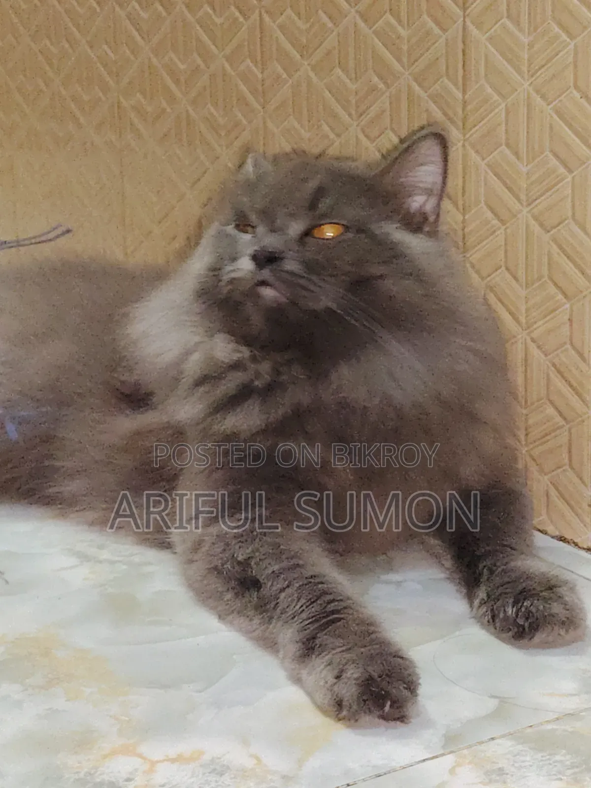 1+ Year Male Purebred Persian