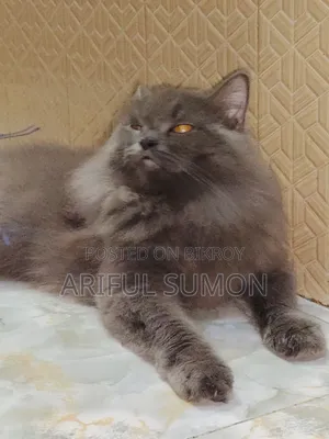 1+ Year Male Purebred Persian