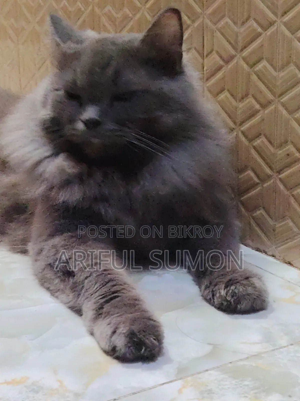 1+ Year Male Purebred Persian