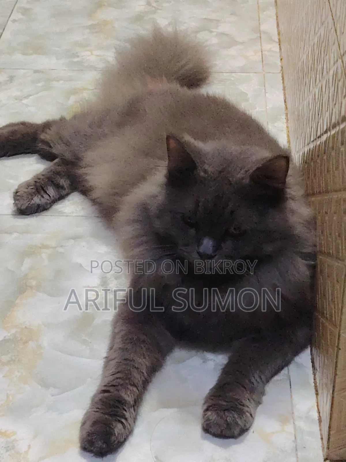 1+ Year Male Purebred Persian