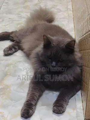 1+ Year Male Purebred Persian