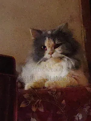 1+ Year Female Purebred Persian