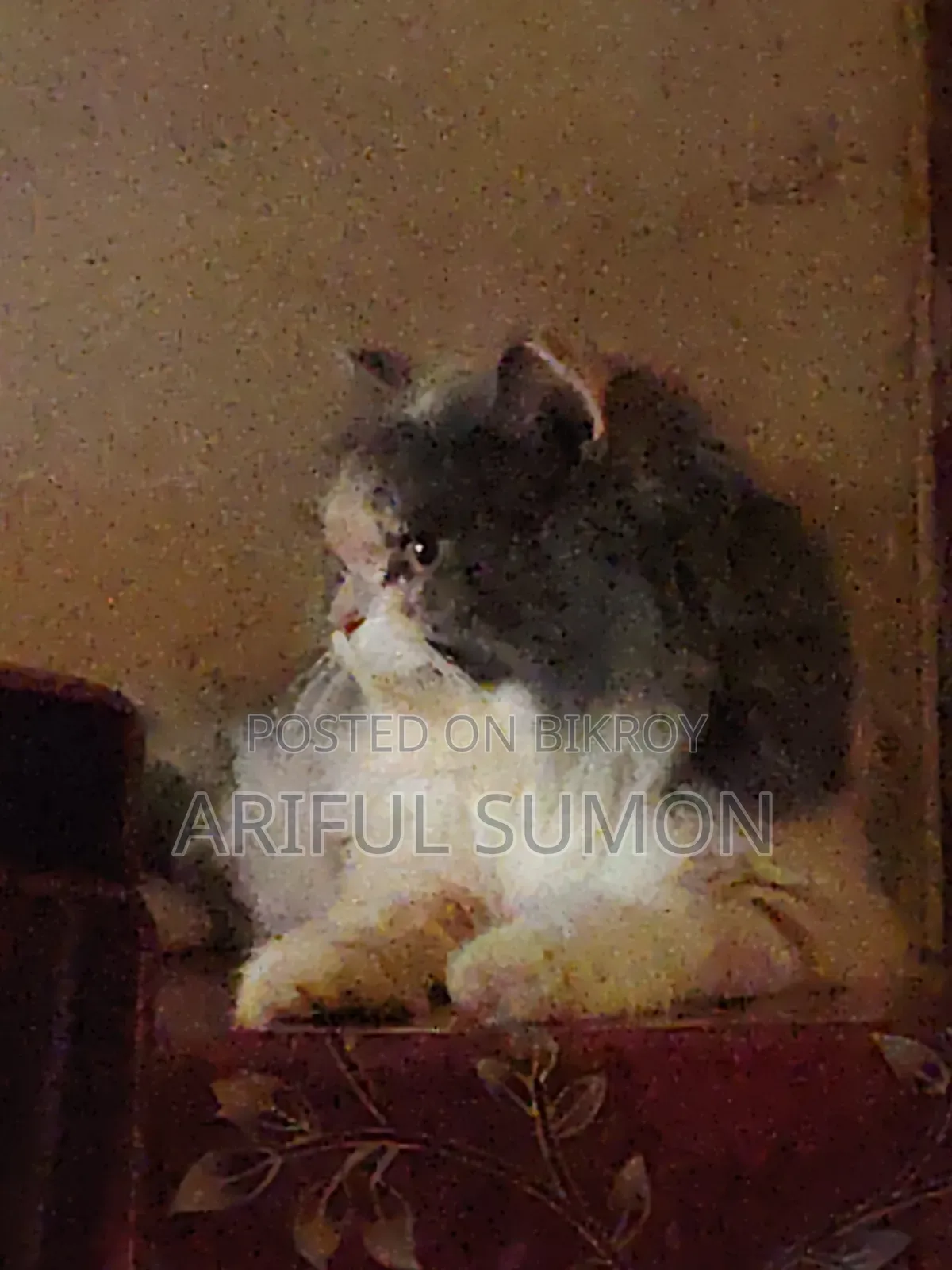 1+ Year Female Purebred Persian