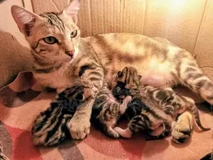 6-12 Months Female Purebred Bengal