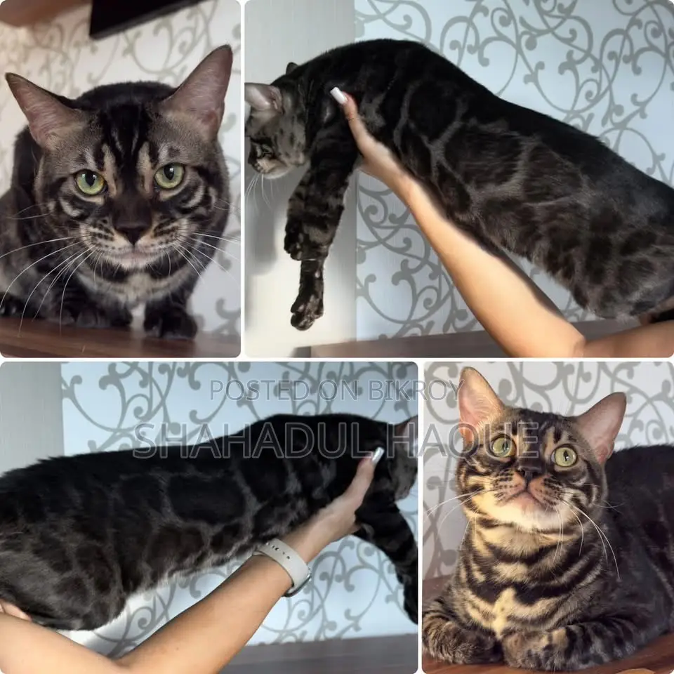 6-12 Months Female Purebred Bengal