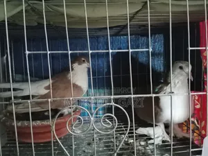 সিরাজি কবুতর রানিং জোড়া