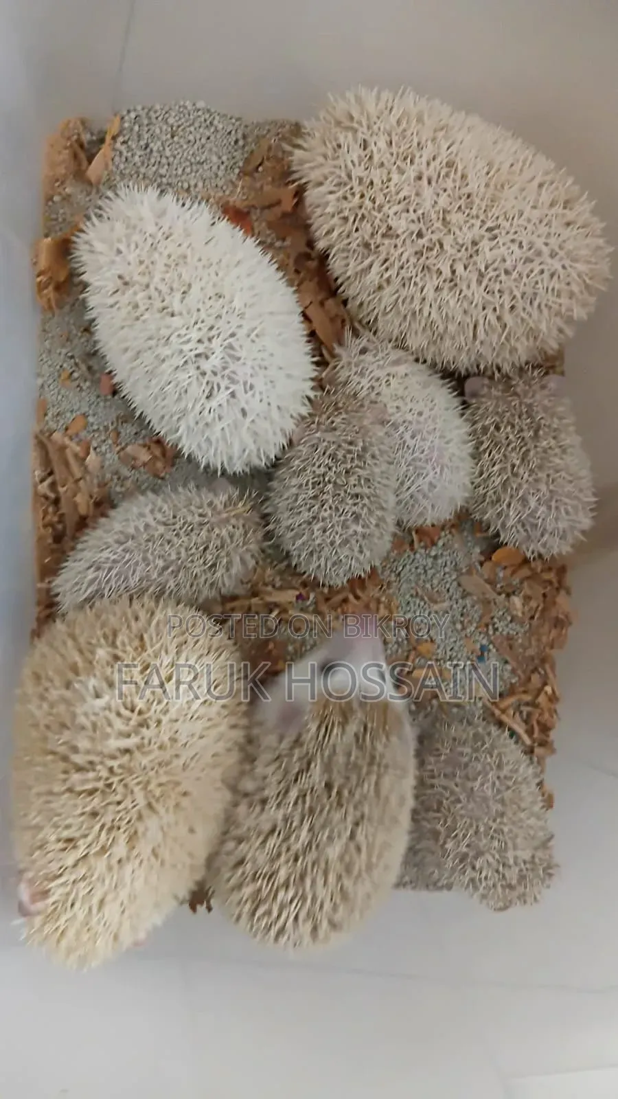 Hedgehog / বামন সজারু - হ্যান্ডটেম বাচ্চা