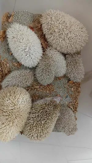 Hedgehog / বামন সজারু - হ্যান্ডটেম বাচ্চা