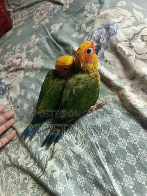 Sun Conure and Lory for Sale